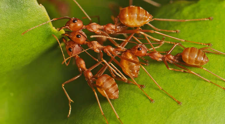 House-Hunting Ants