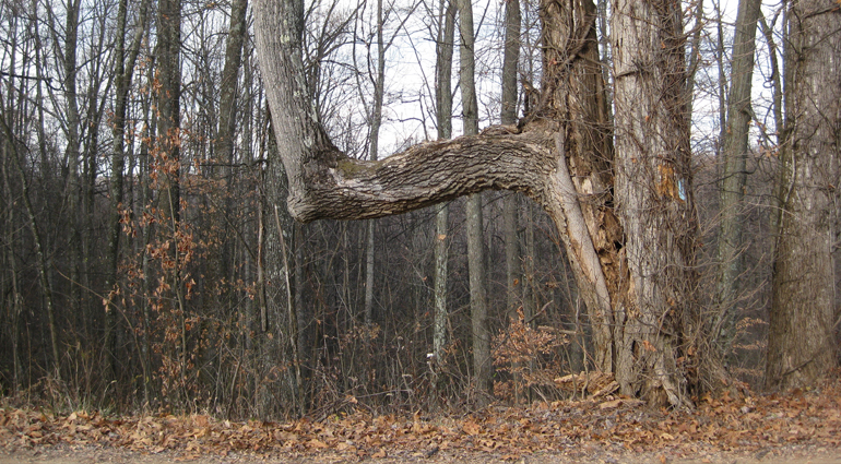 Trail Trees