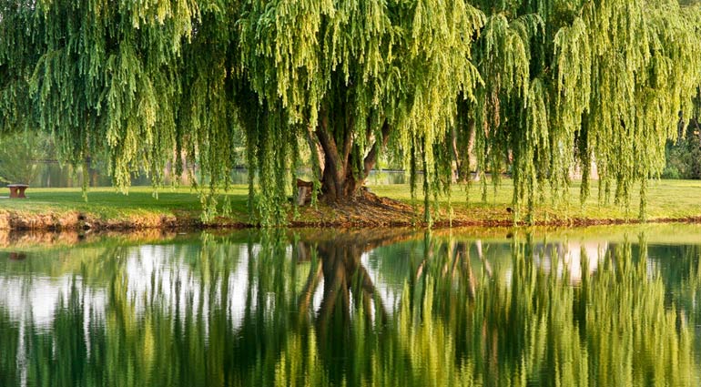 The Tree Of Love
