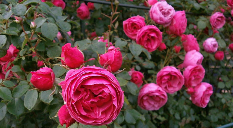 Fragrant Living