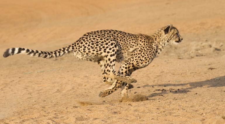 Outrunning Cheetahs