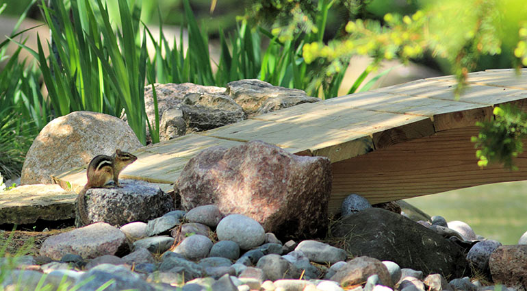 Chipmunk Chatter