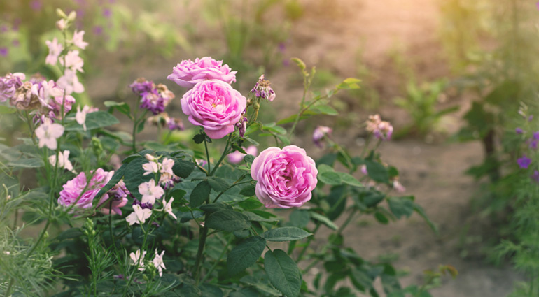 A Fragrance and a Letter