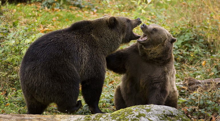 The Two Bears
