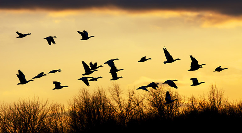 Of Geese and Difficult People