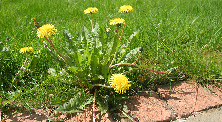 Blooming in the Right Spot