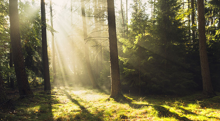 Walking in the Light