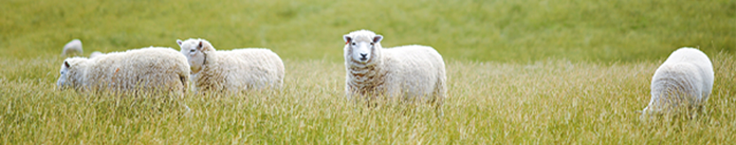 Football and Shepherds