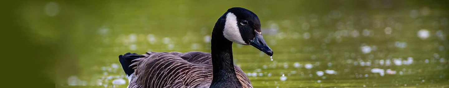 The Saddest Goose