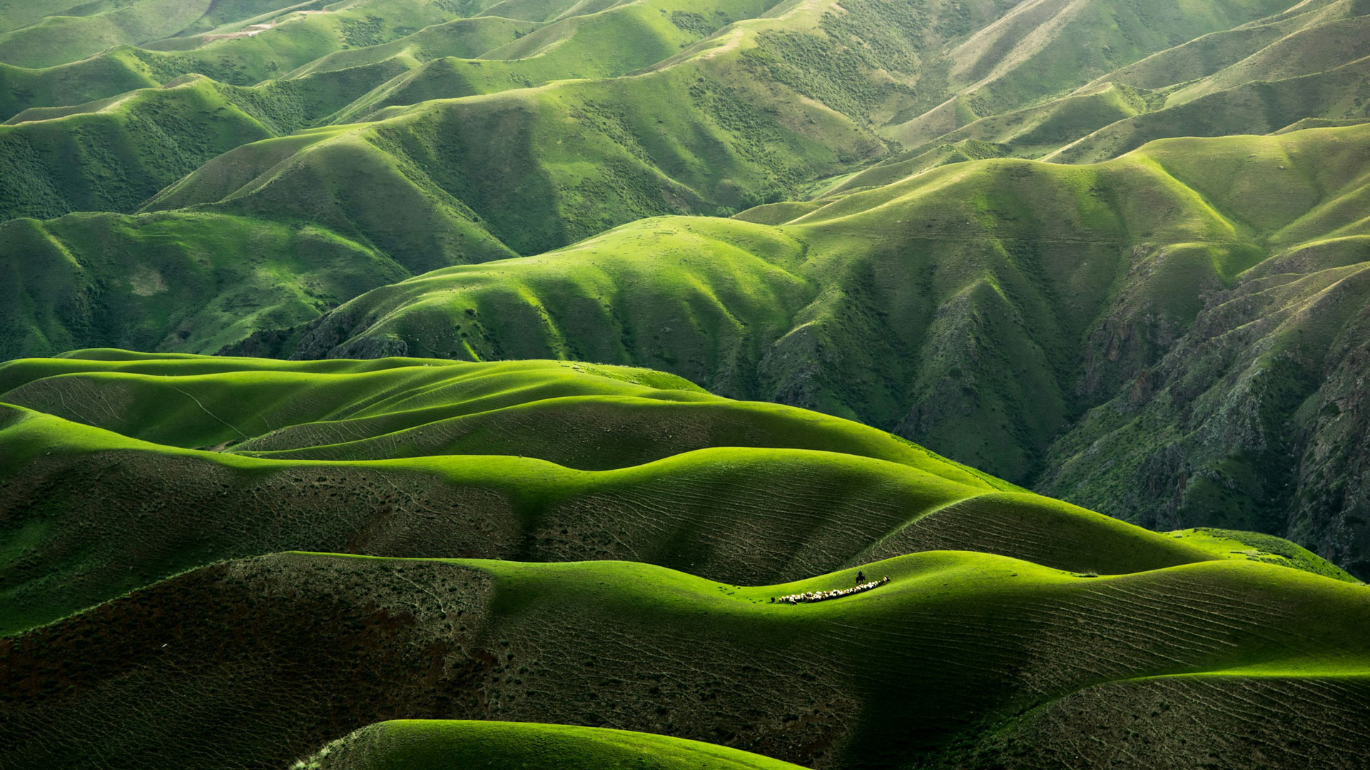 green rolling hills