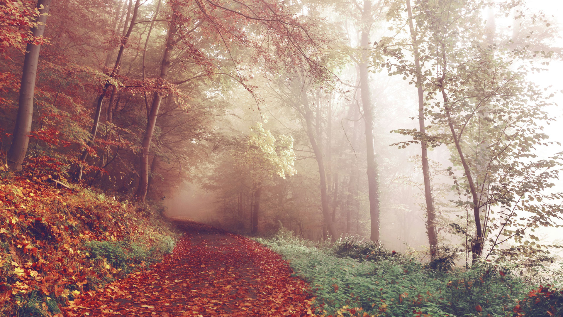foggy road and trees