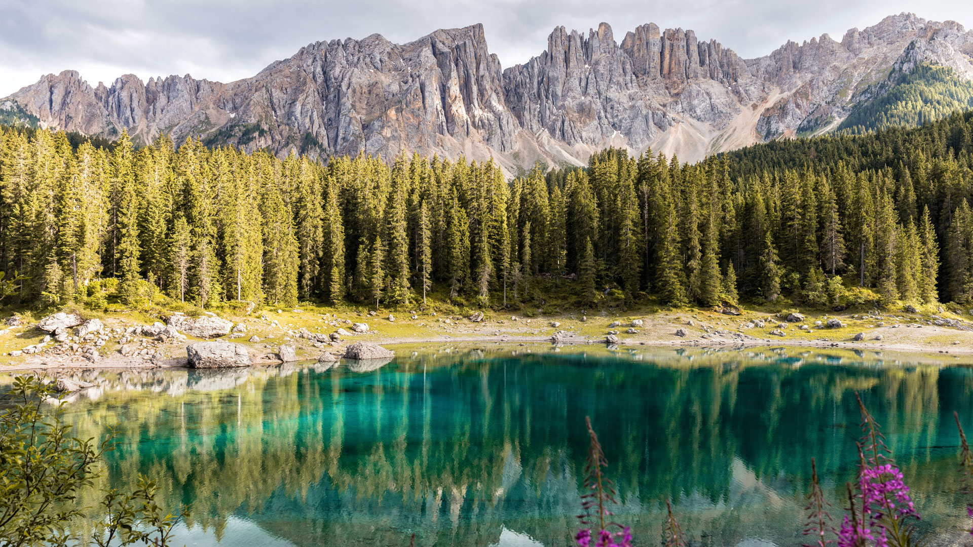 mountains and forest