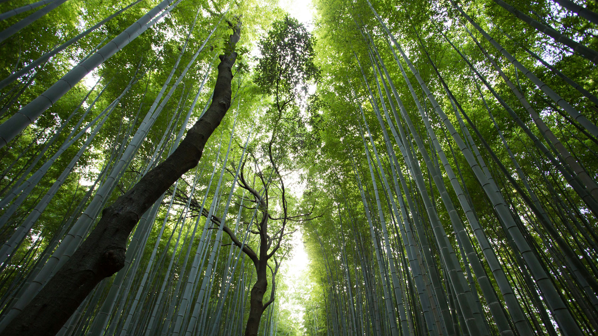 trees from below