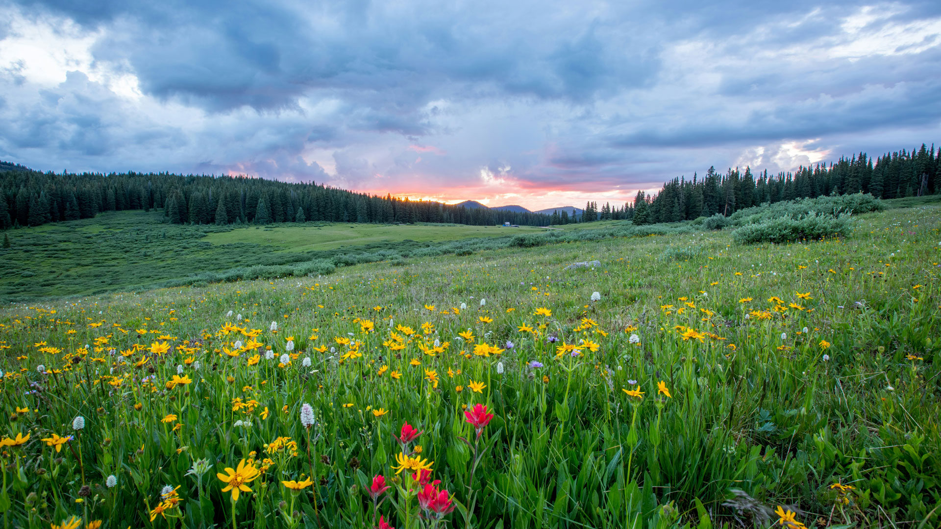 wild flowers in a meadow