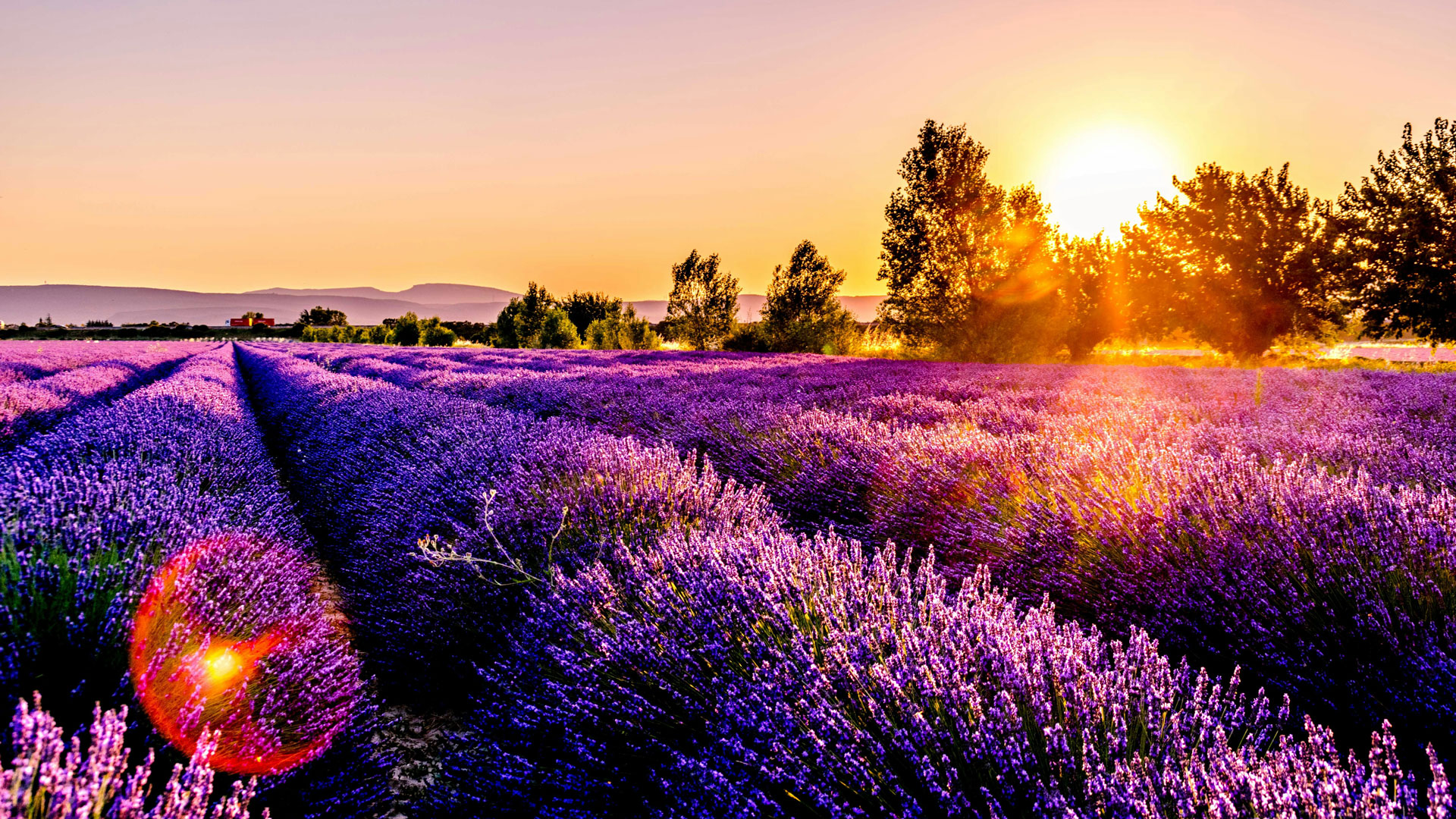 lavender fields