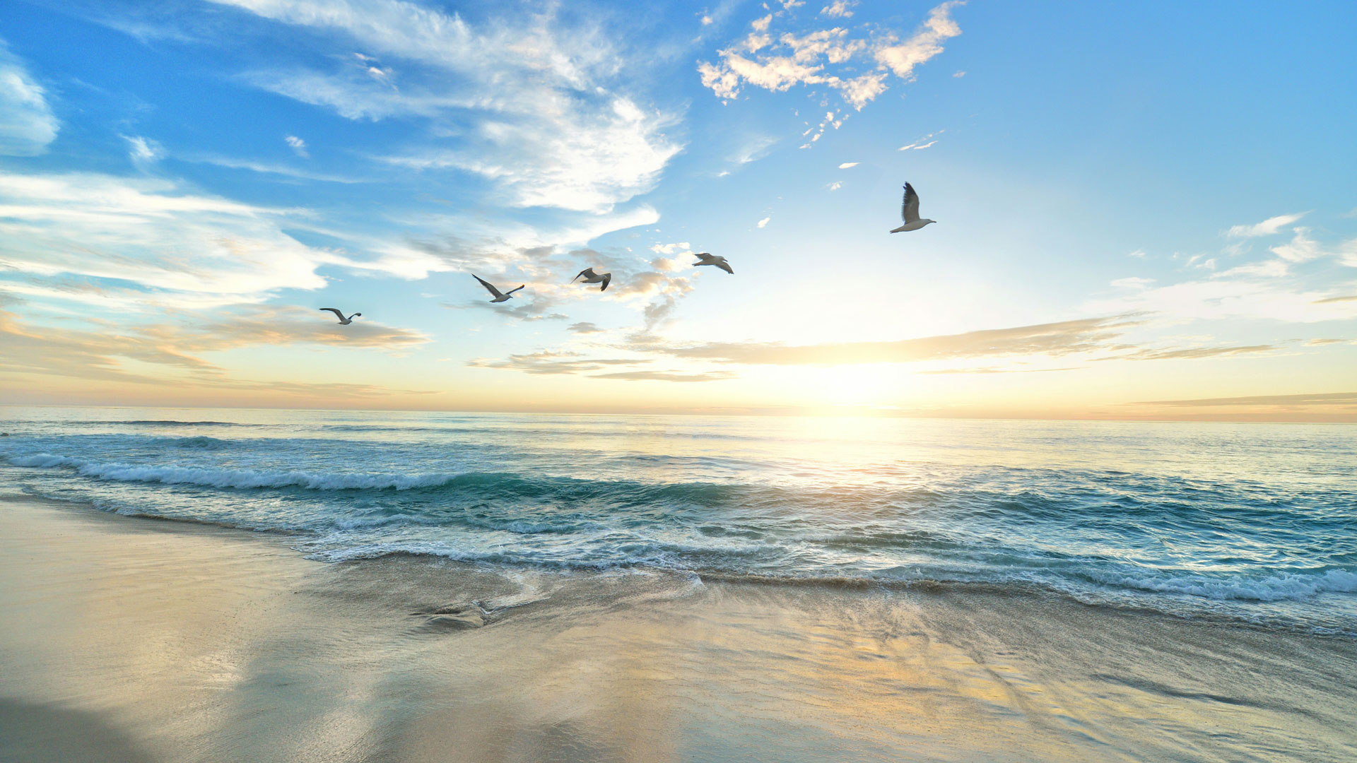 birds flying at the beach