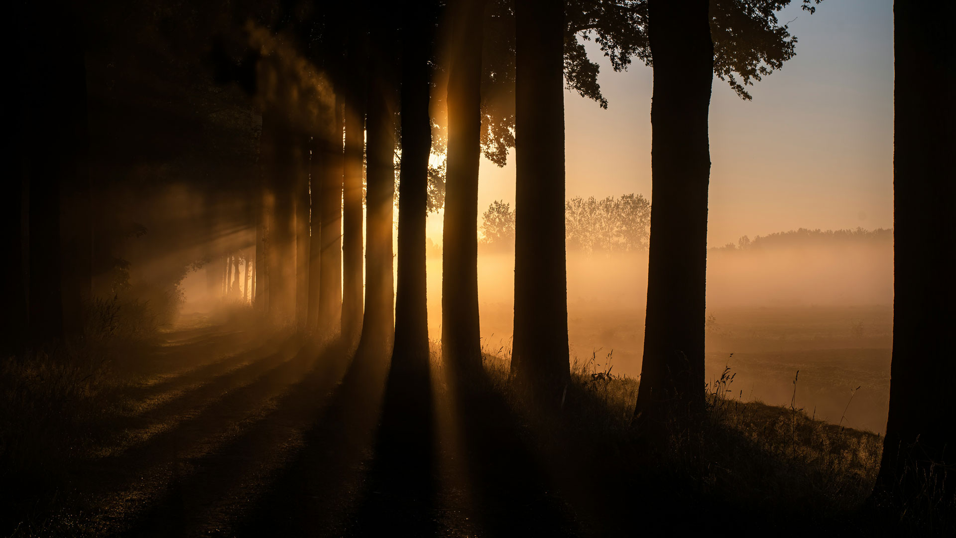 sun through trees