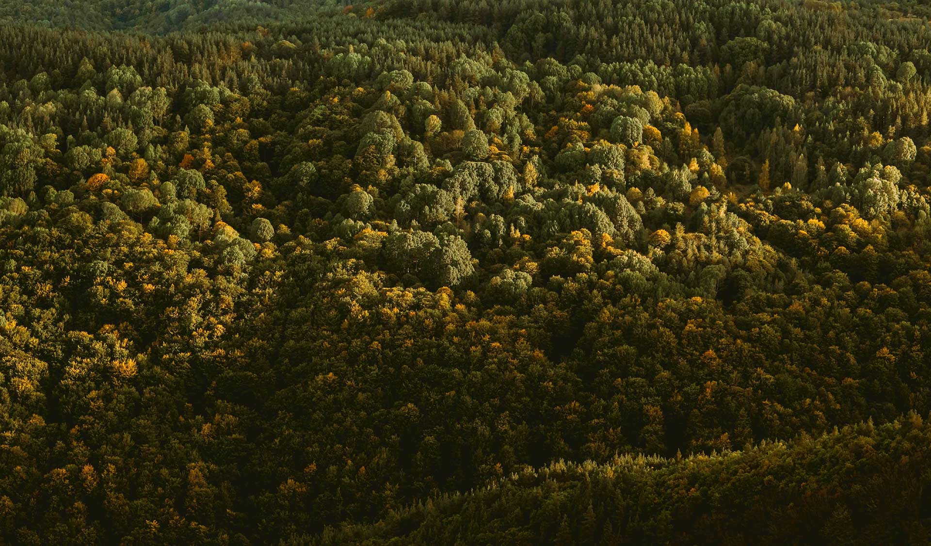 Kindness for the Suffering