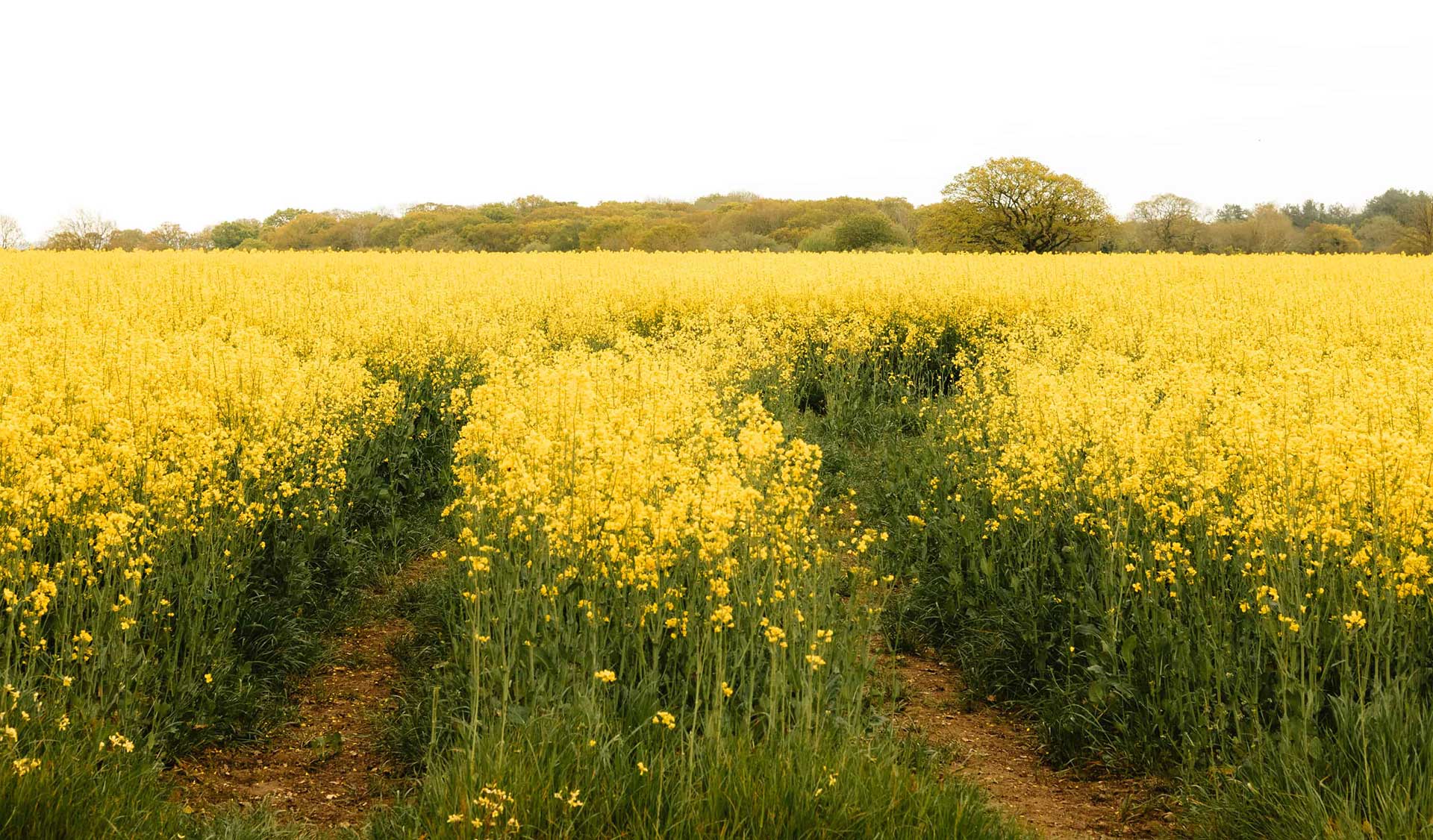 Cultivating Gratitude