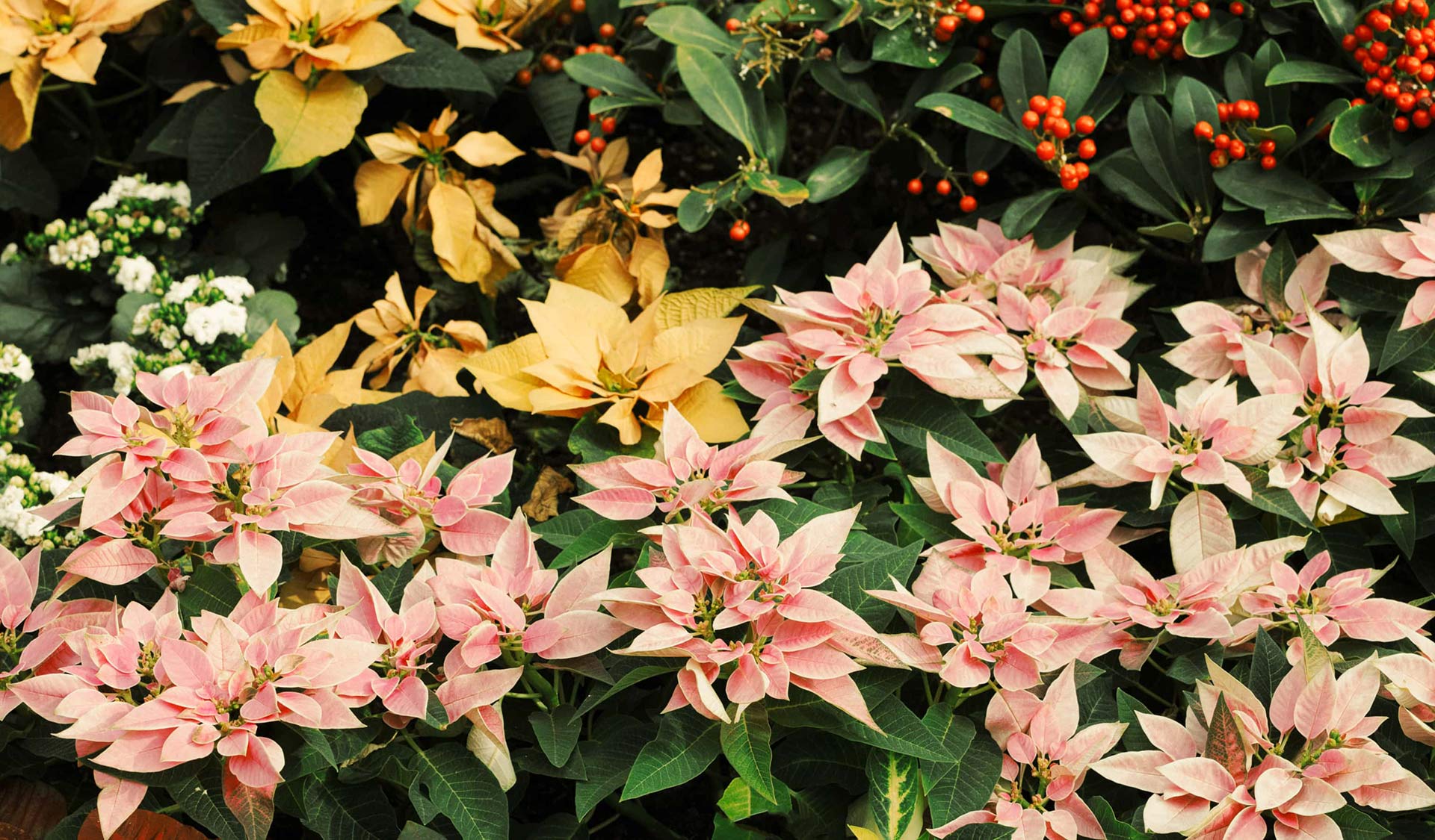 Hearts Transformed by God