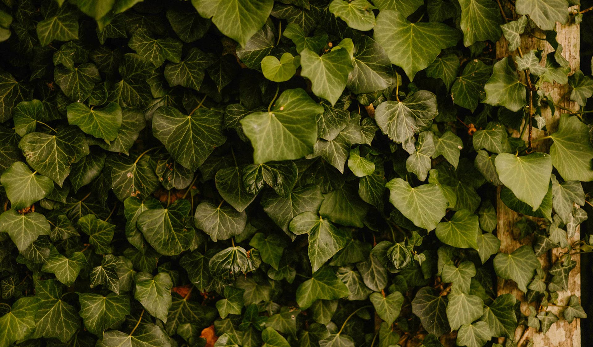 Abusing God’s Name