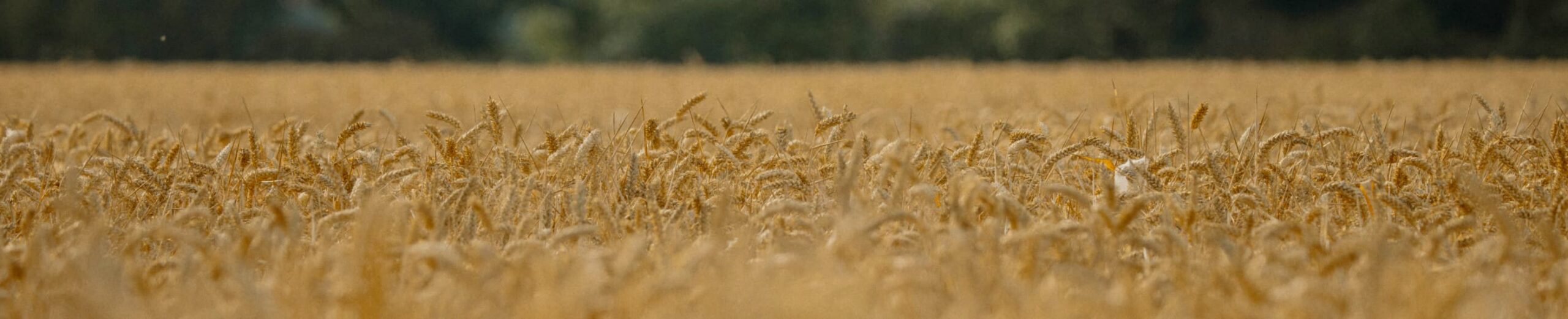 Jesus—Food for the Soul