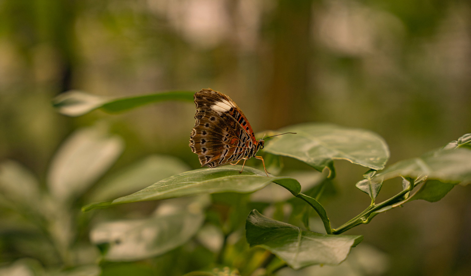 Strength from Struggle