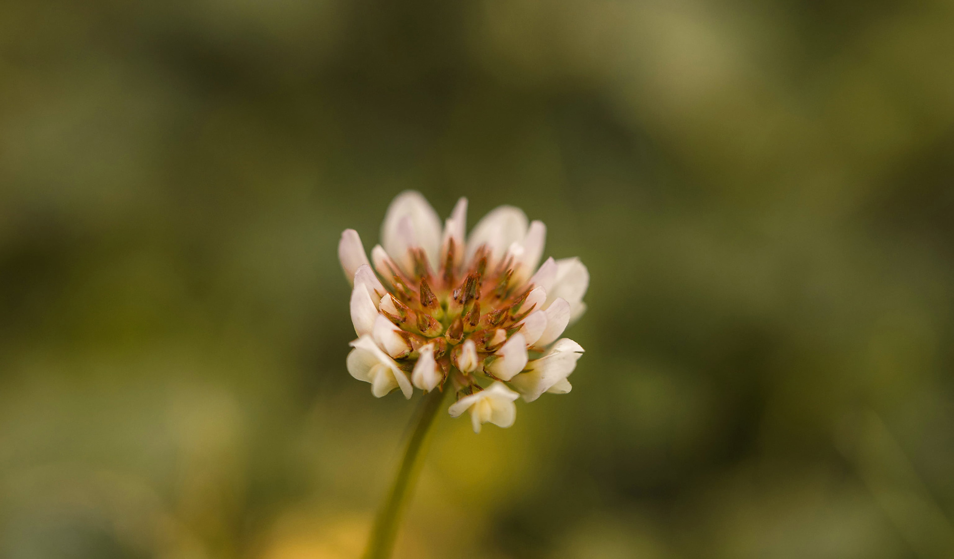 An Offering for Jesus