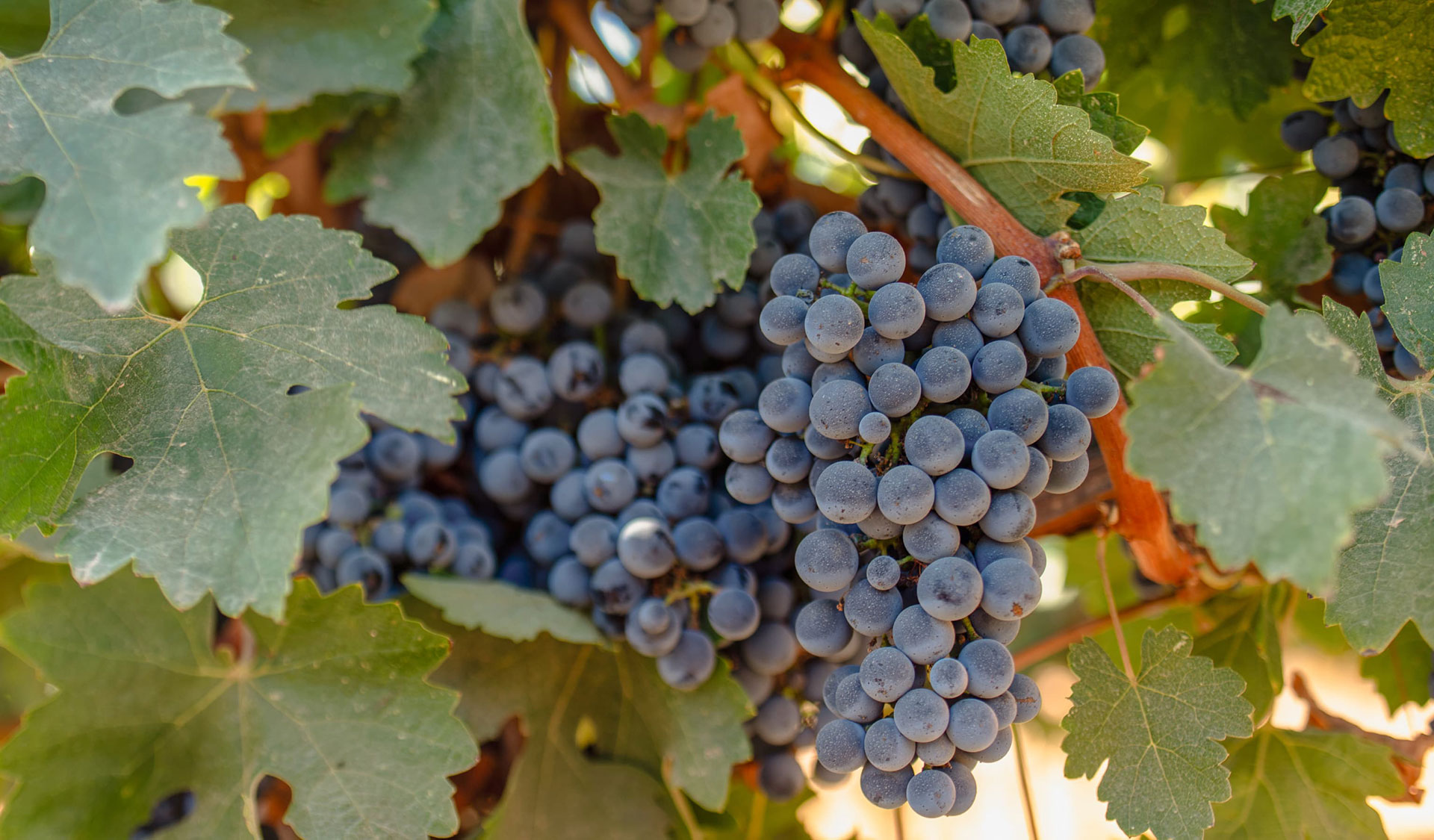 Caring and Communion