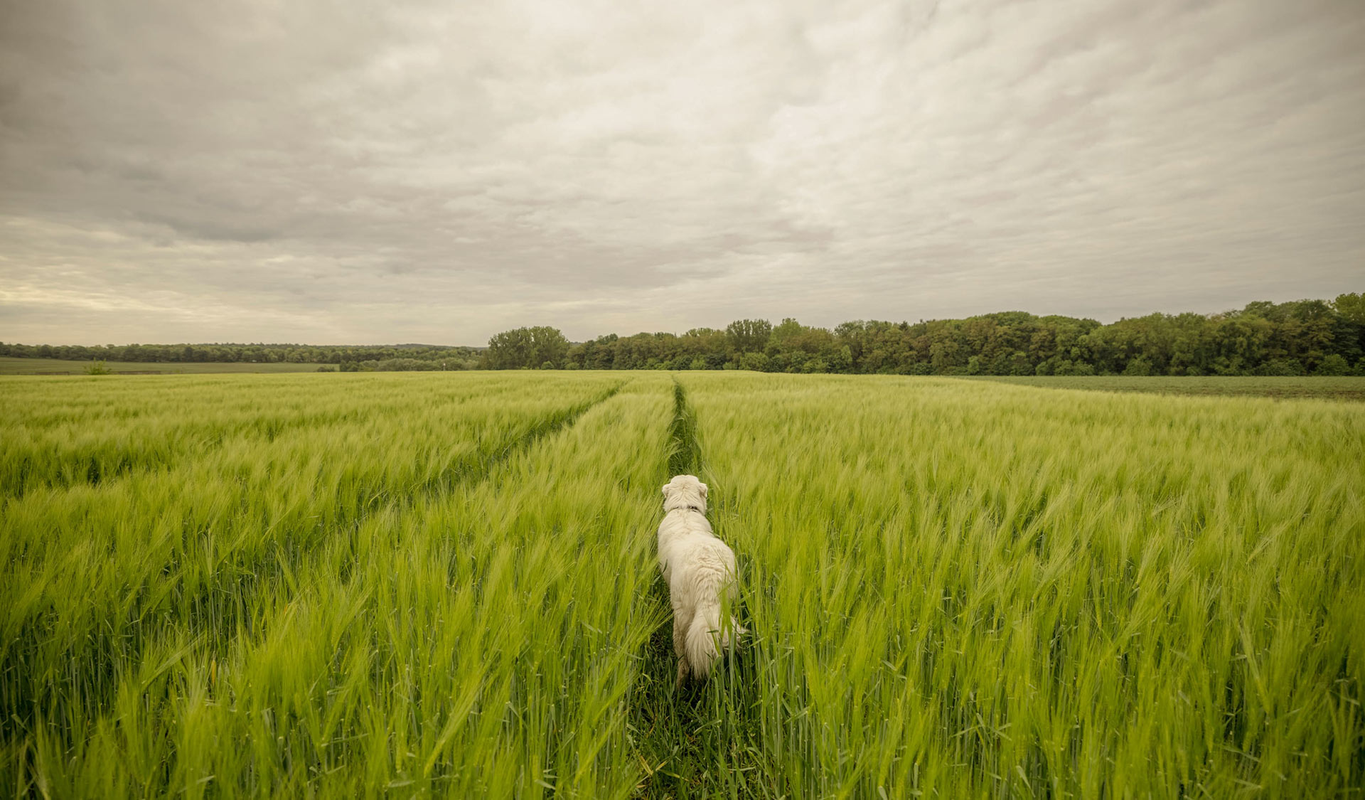 A Portrait of Dependence