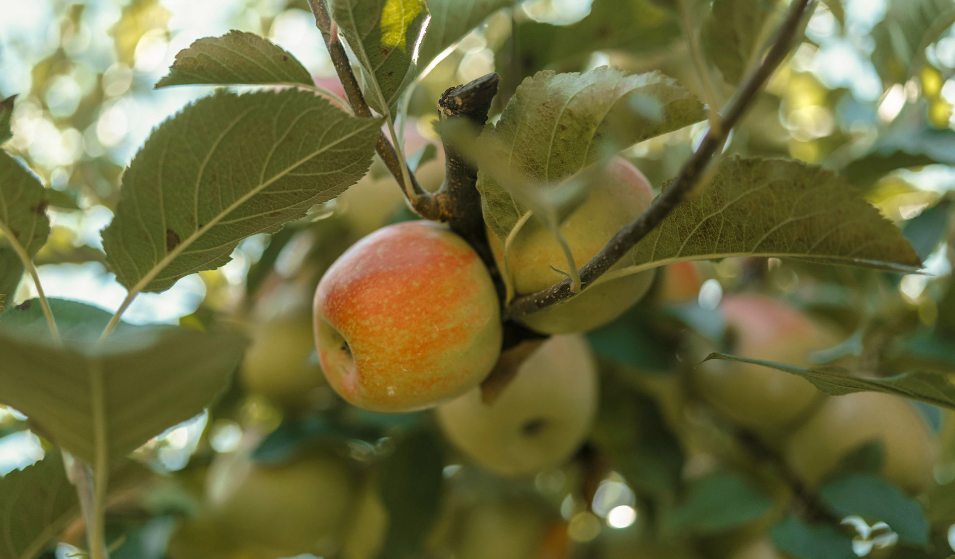 Harvest His Blessing