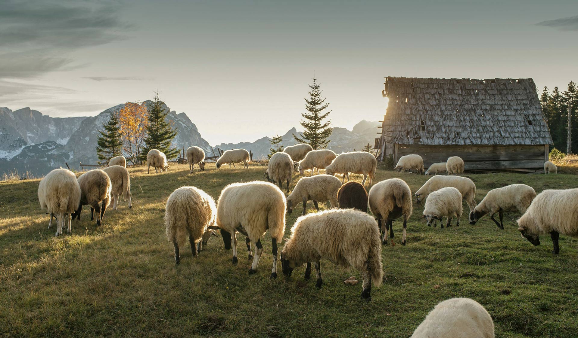 Listening to the Good Shepherd