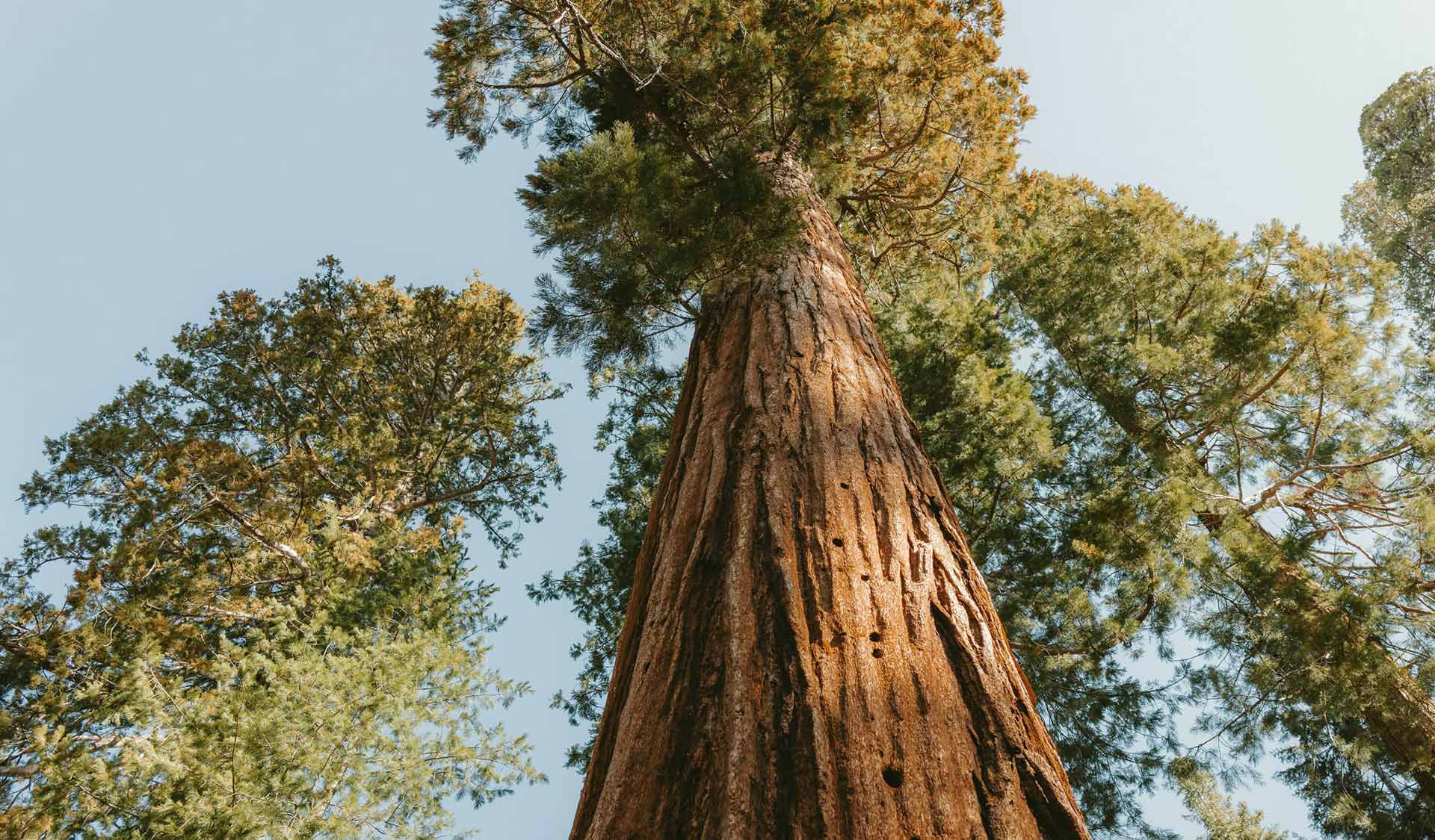 Deep Roots