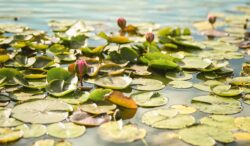 God’s Breath of Life