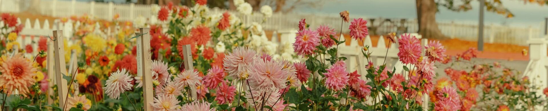 Comfort Amidst Tears