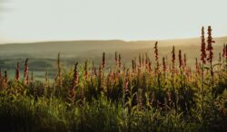 Searching for Hope